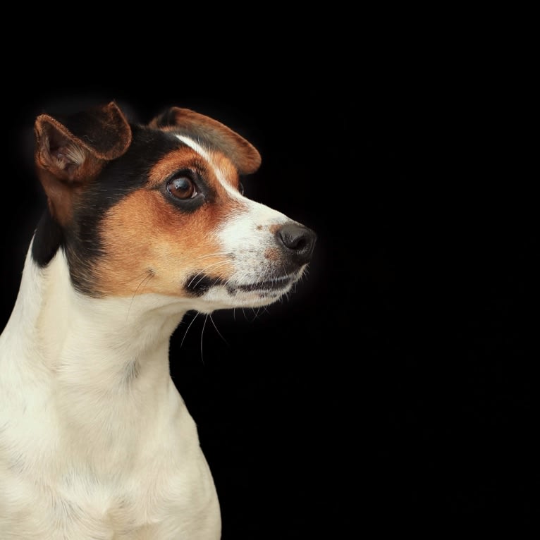 Mae, a Danish-Swedish Farmdog tested with EmbarkVet.com