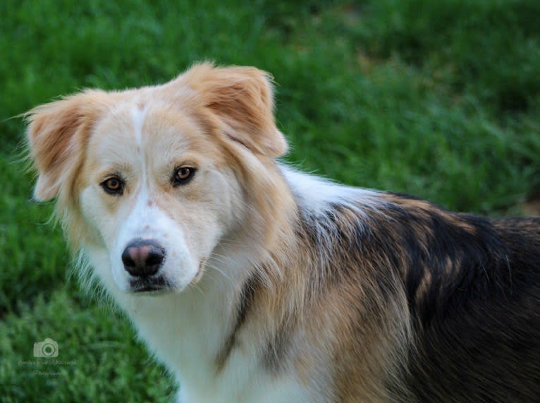 Buckley, a Siberian Husky and Labrador Retriever mix tested with EmbarkVet.com