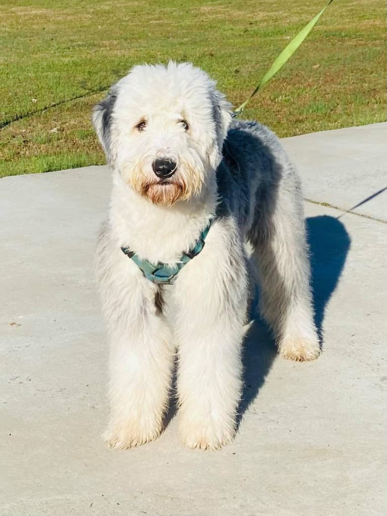 Kieran, an Old English Sheepdog tested with EmbarkVet.com