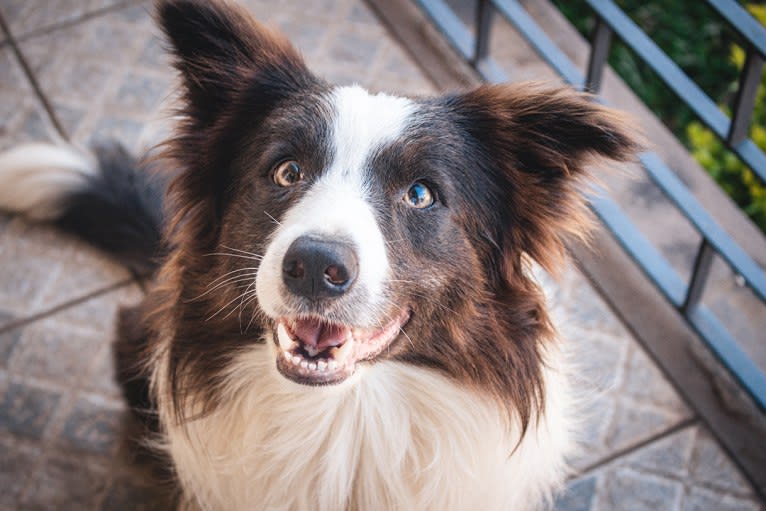 Koda, a Border Collie tested with EmbarkVet.com