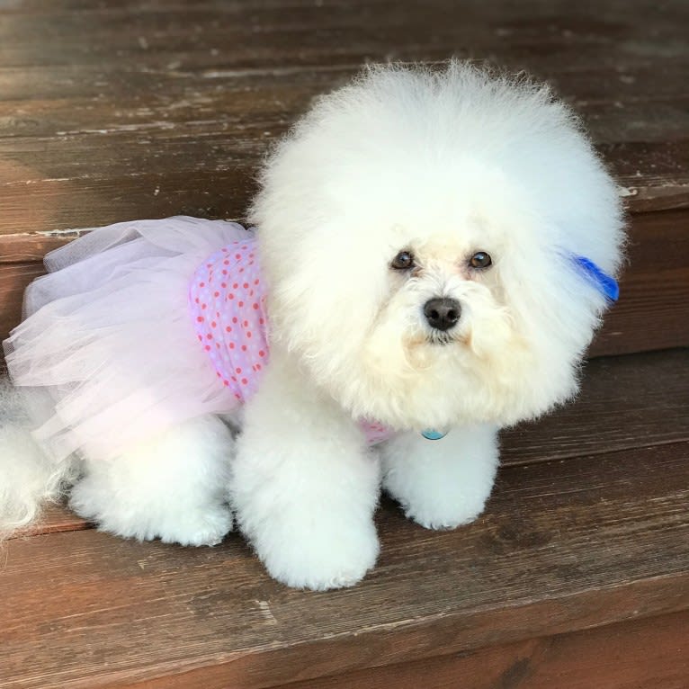 Charlotte Elizabeth, a Bichon Frise tested with EmbarkVet.com