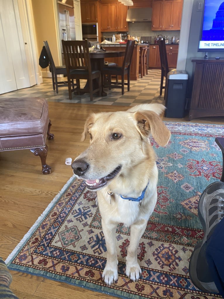 Colby, a Golden Retriever and Shetland Sheepdog mix tested with EmbarkVet.com