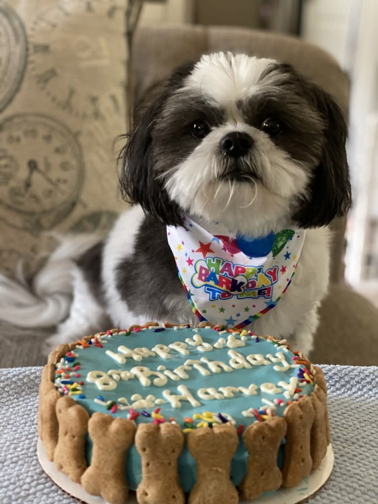 Harvey, a Shih Tzu tested with EmbarkVet.com