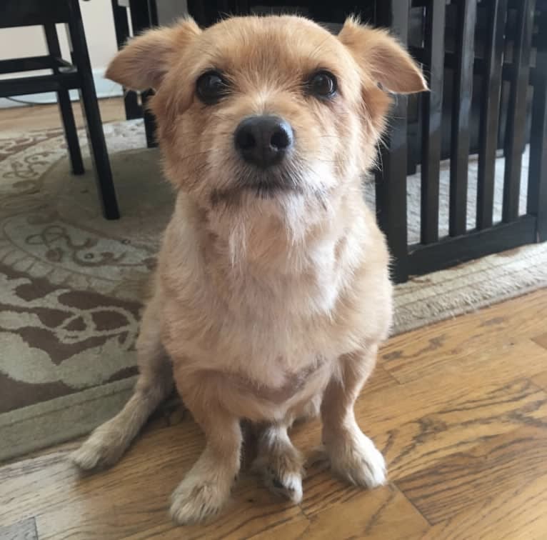 Chops, a Silky Terrier and Pomeranian mix tested with EmbarkVet.com