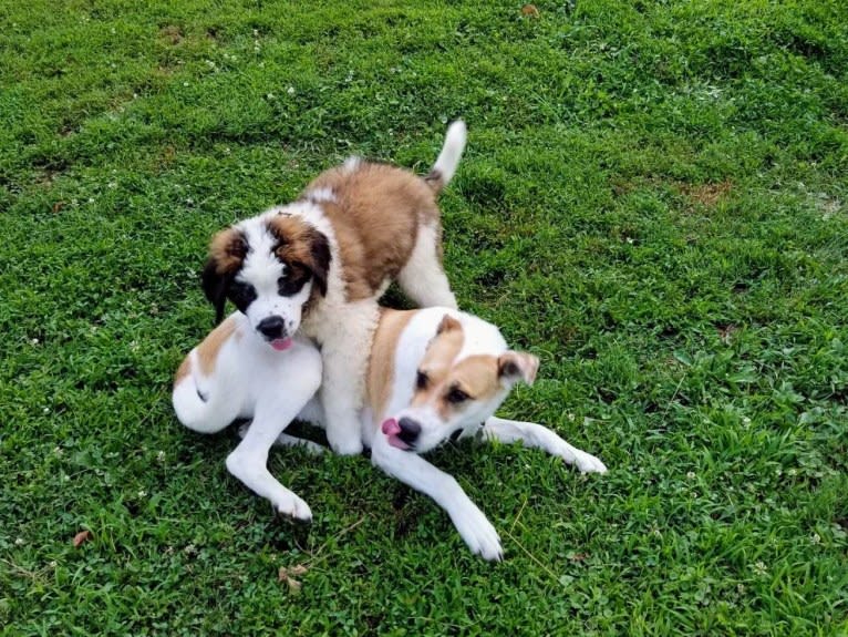 Thor, a Saint Bernard tested with EmbarkVet.com