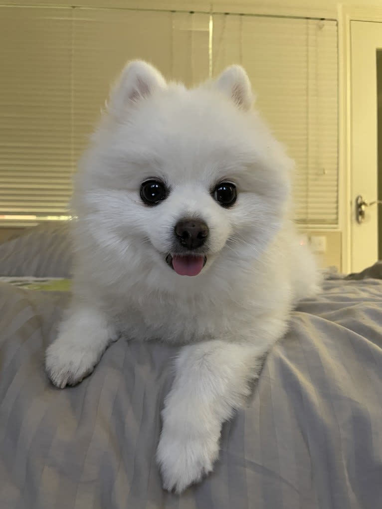 Maru, a Pomeranian and Pekingese mix tested with EmbarkVet.com