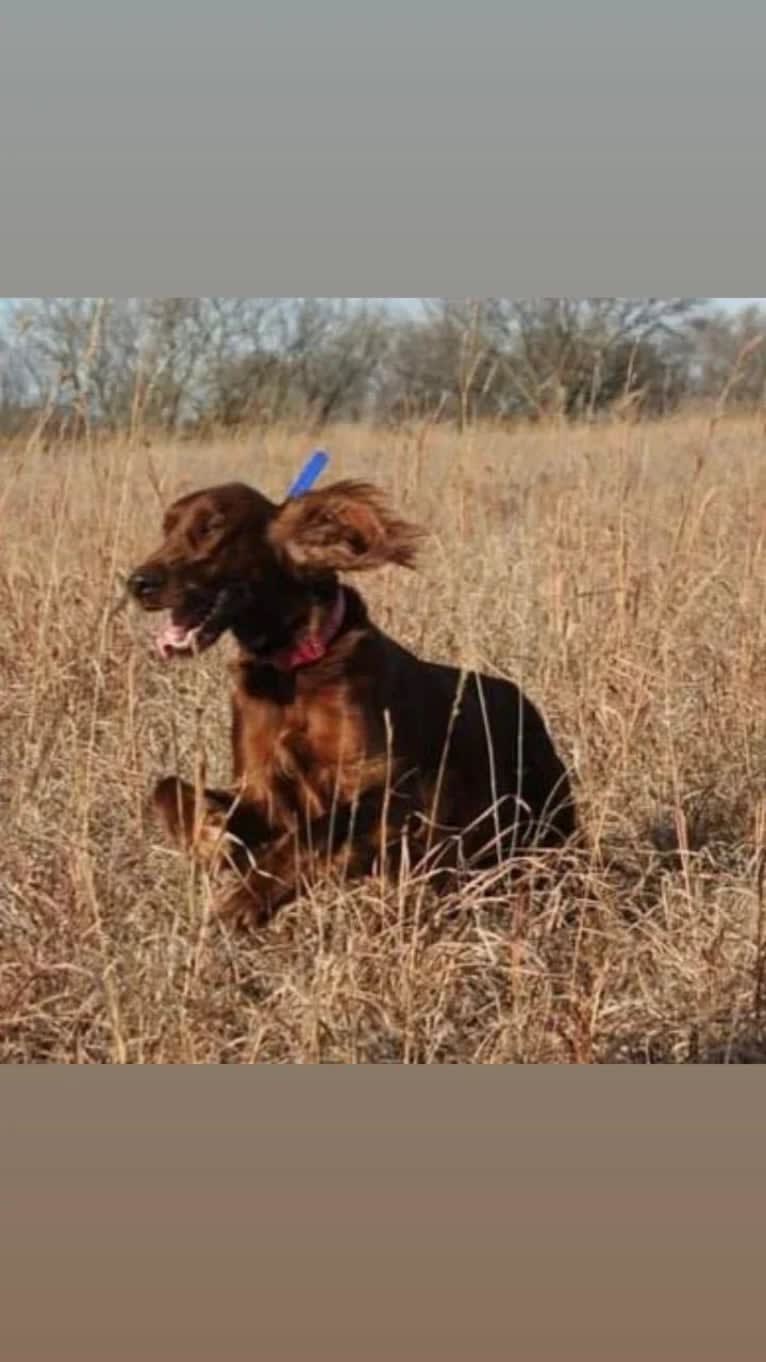 Cara, an Irish Setter tested with EmbarkVet.com