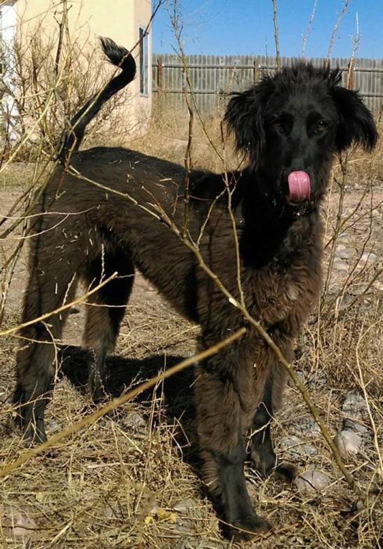 Bell, a Kyrgyz Taigan tested with EmbarkVet.com