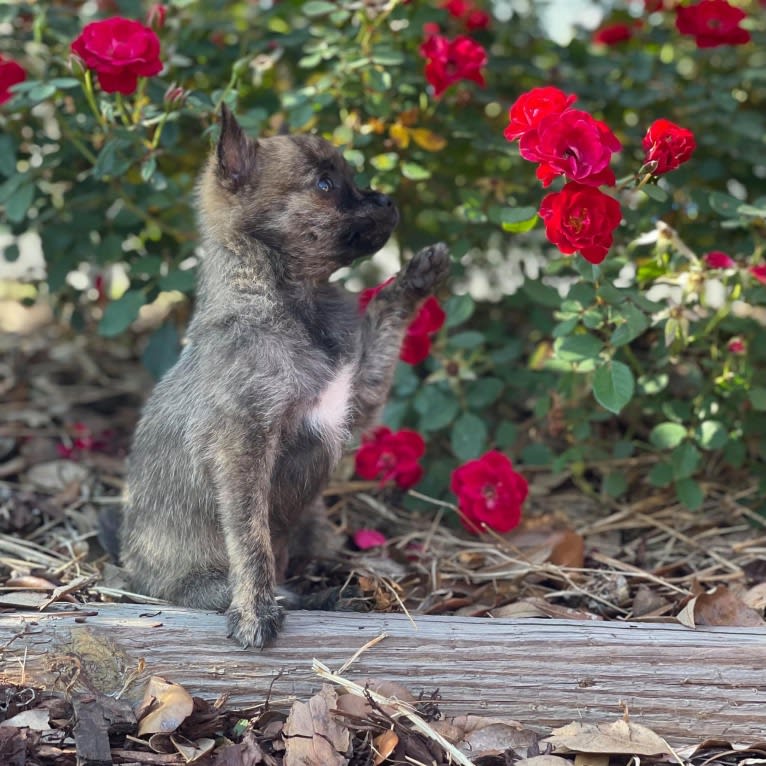 Harley Quinn Peacock, a Pomchi (12.0% unresolved) tested with EmbarkVet.com