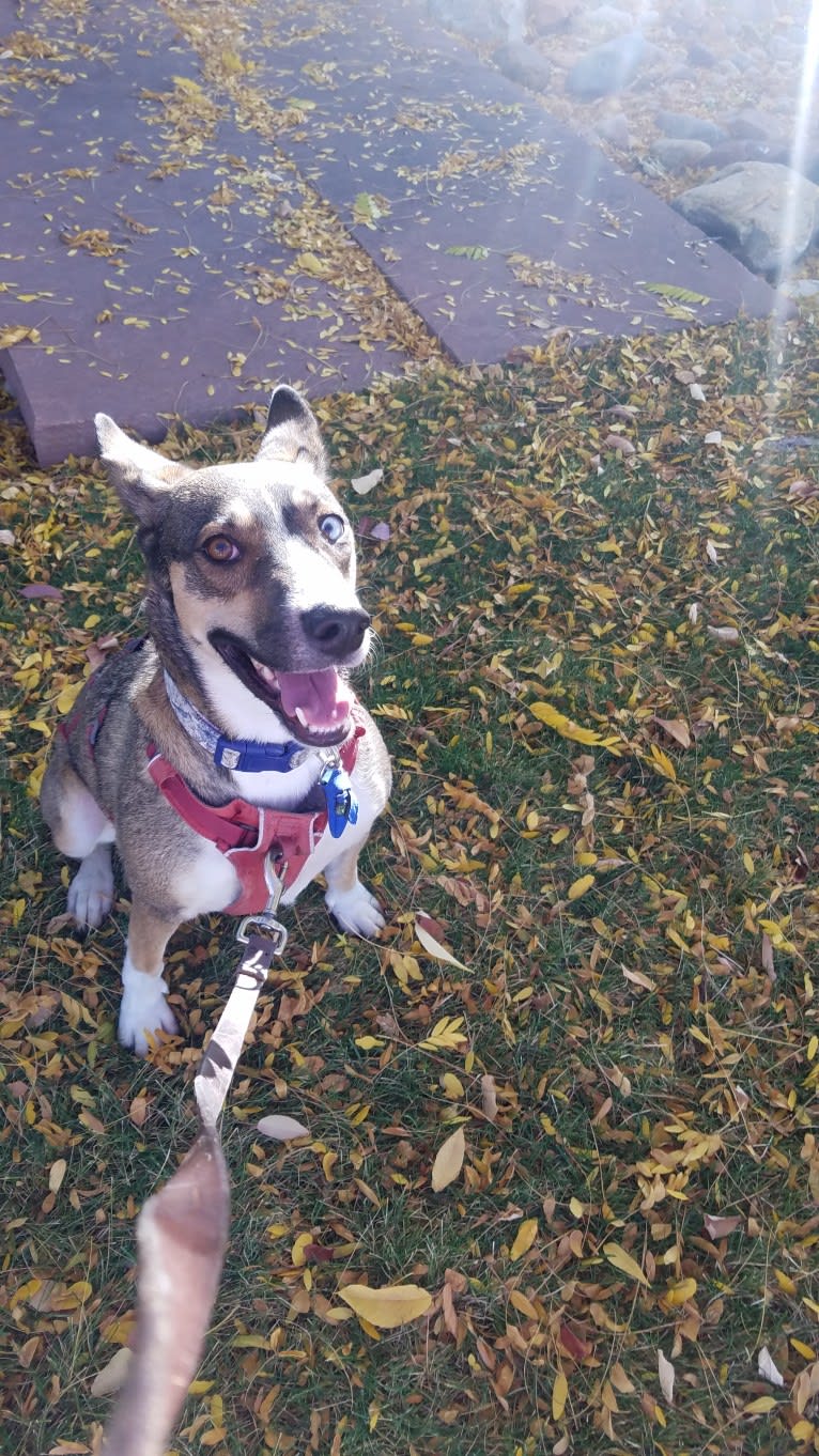 Nellie, a Doberman Pinscher and Siberian Husky mix tested with EmbarkVet.com