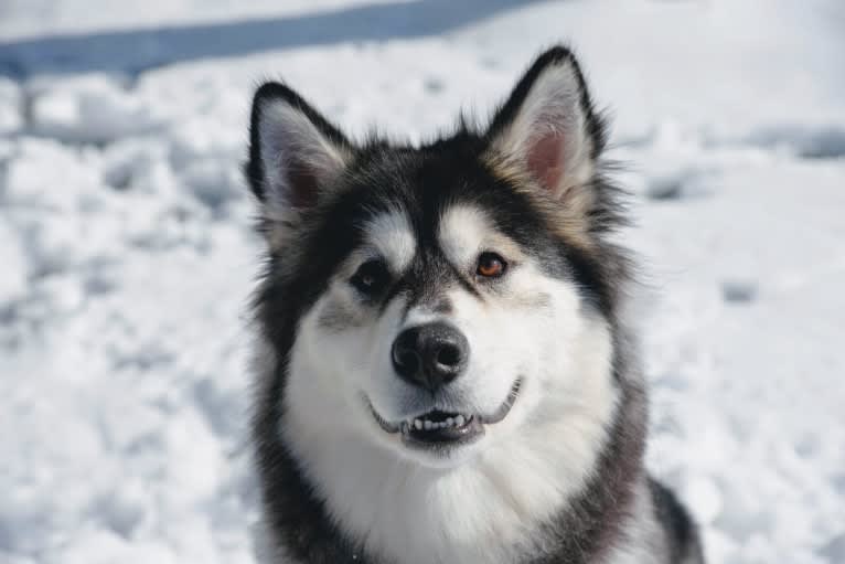 Luna, an Alaskan Malamute tested with EmbarkVet.com