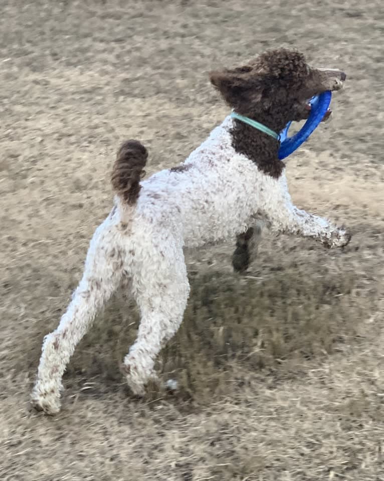 George, a Poodle (Standard) tested with EmbarkVet.com