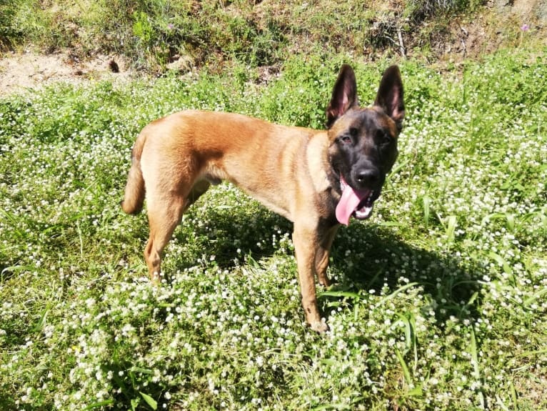 Kylar (PsychoKiller d'Hélitesport), a Belgian Shepherd tested with EmbarkVet.com