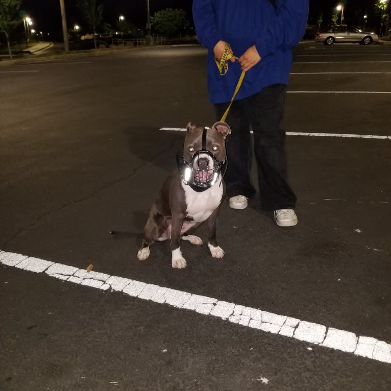 MaSiWei, an American Bully tested with EmbarkVet.com