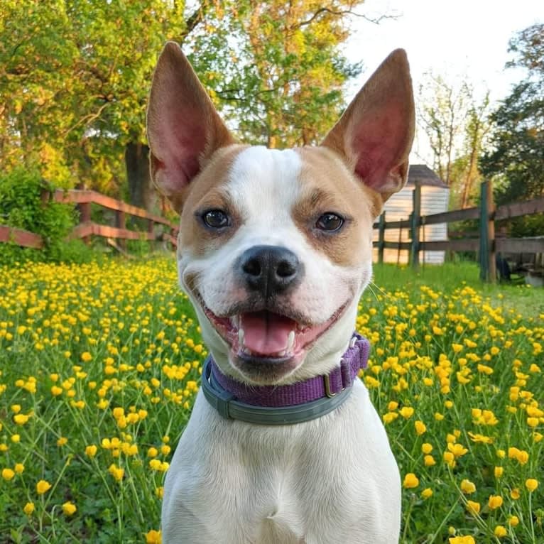 Zhaquoia Selu, an American Pit Bull Terrier and Pug mix tested with EmbarkVet.com
