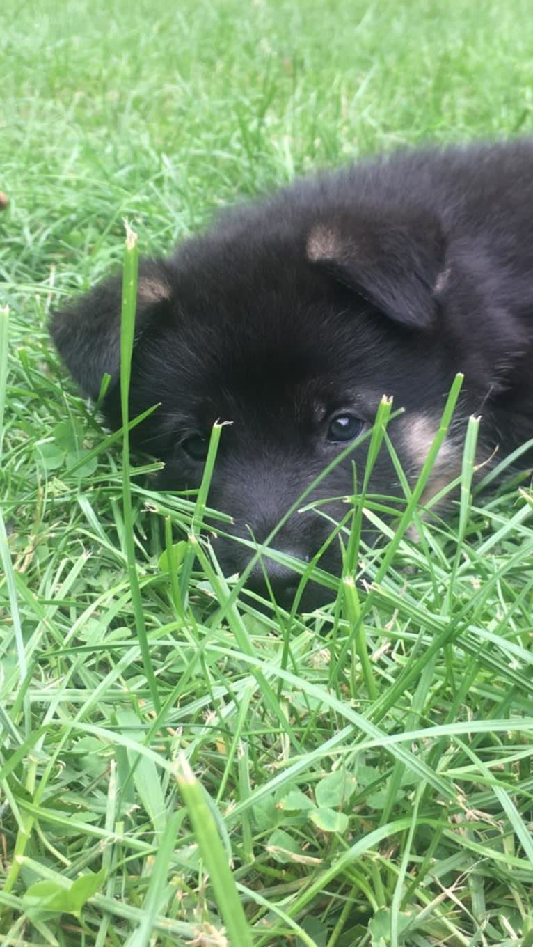 Kenzo, a German Shepherd Dog (7.8% unresolved) tested with EmbarkVet.com