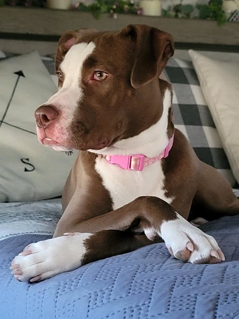 Chloe, an American Pit Bull Terrier (11.2% unresolved) tested with EmbarkVet.com