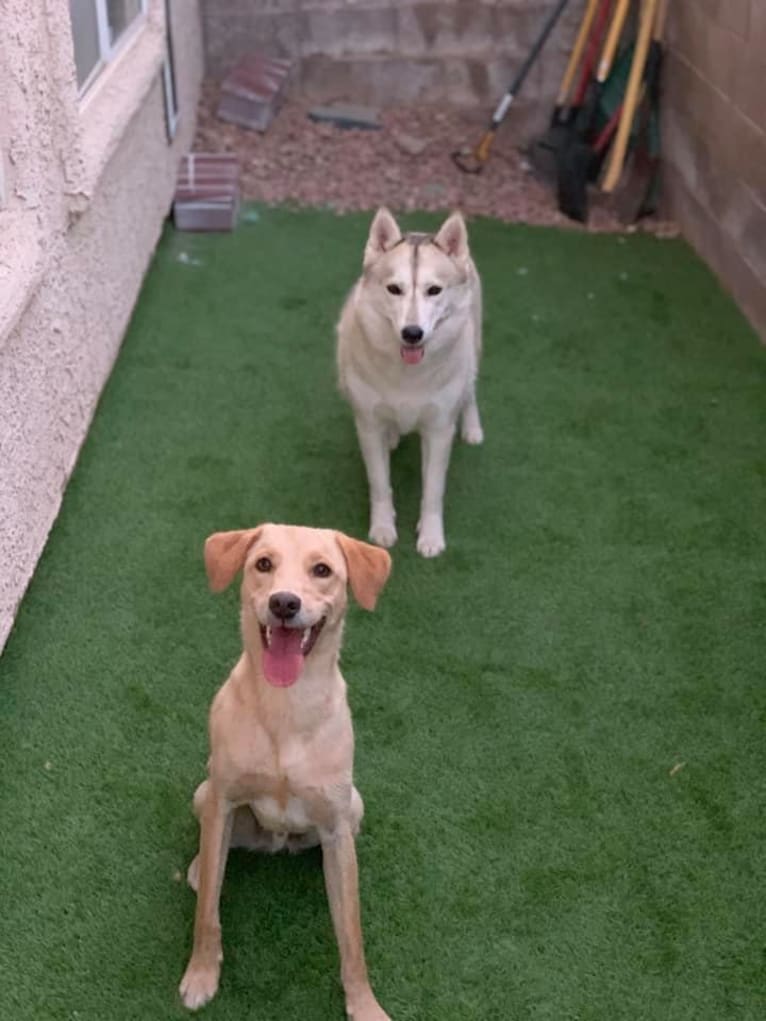 Winter Soldier, a Siberian Husky and German Shepherd Dog mix tested with EmbarkVet.com