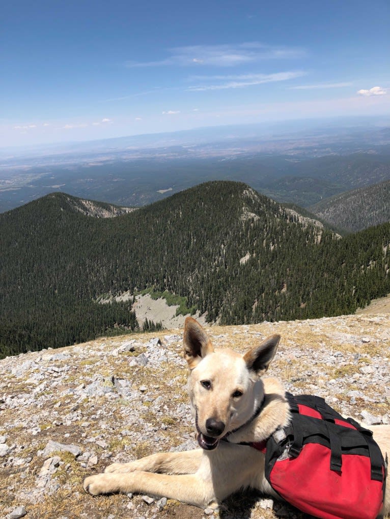 Pearl, an Australian Cattle Dog and Labrador Retriever mix tested with EmbarkVet.com