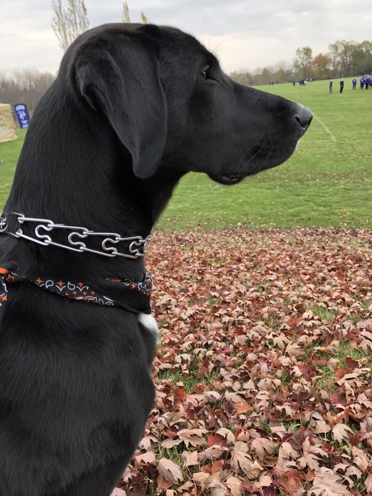 Thor, a Labrador Retriever and Great Pyrenees mix tested with EmbarkVet.com