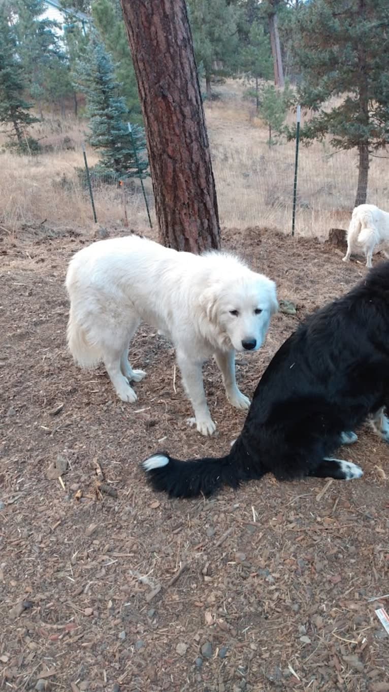 In' Sh' Allah, a Great Pyrenees tested with EmbarkVet.com