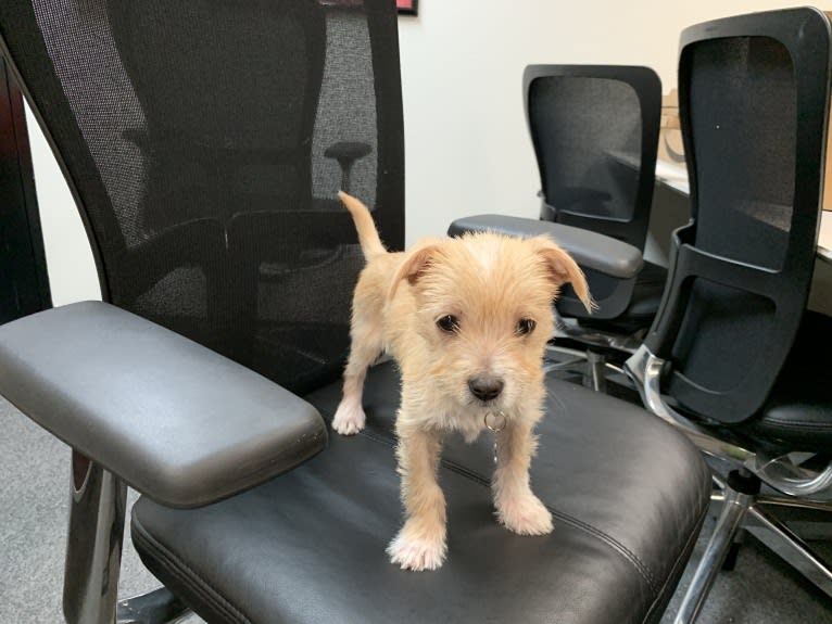 Photo of Latte, a Poodle (Small), Shih Tzu, Russell-type Terrier, Yorkshire Terrier, Miniature Pinscher, and Pug mix in California, USA