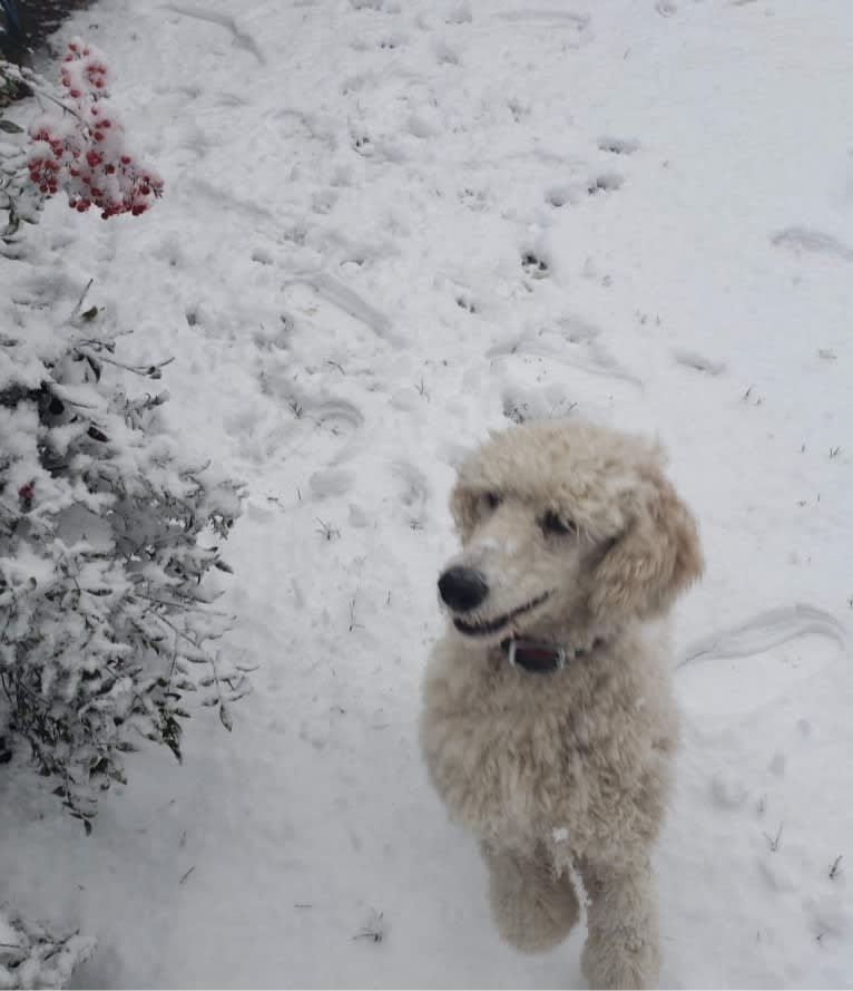 Aspen of Storybook, a Poodle (Standard) tested with EmbarkVet.com