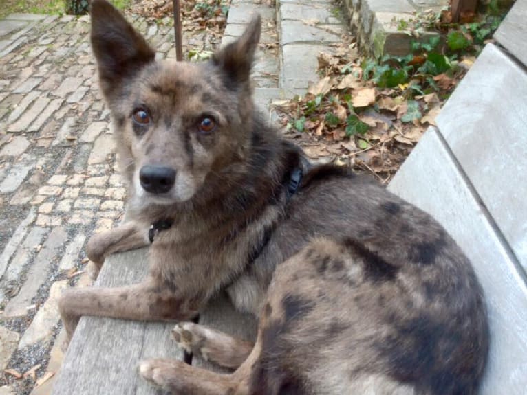 Šakal, an European Village Dog tested with EmbarkVet.com