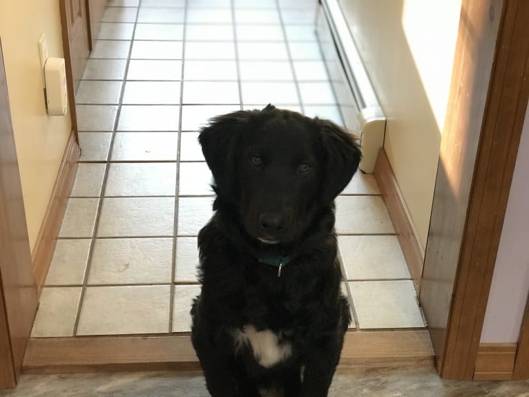 Care Bear Ross, a Labrador Retriever and Australian Cattle Dog mix tested with EmbarkVet.com