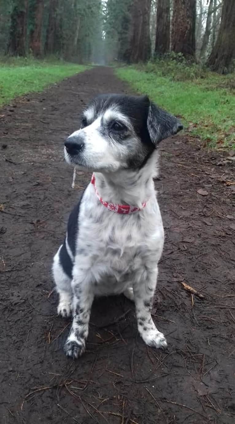 Crystal, a Russell-type Terrier and Yorkshire Terrier mix tested with EmbarkVet.com