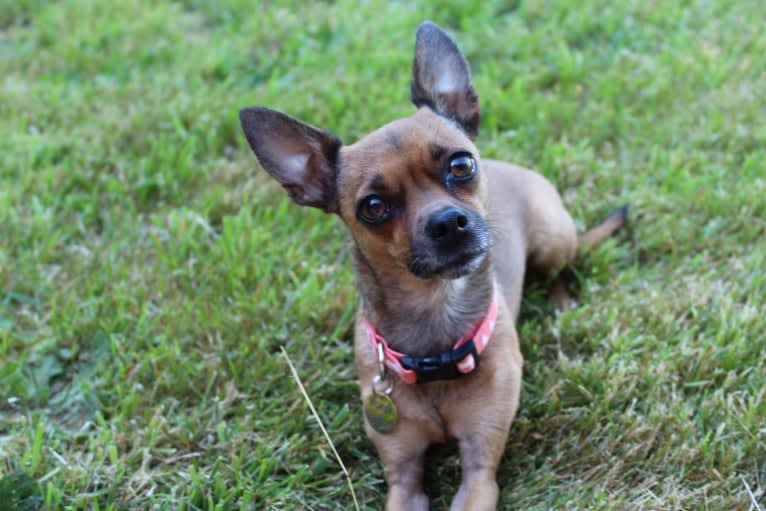 Moose, a Chihuahua and Miniature Pinscher mix tested with EmbarkVet.com