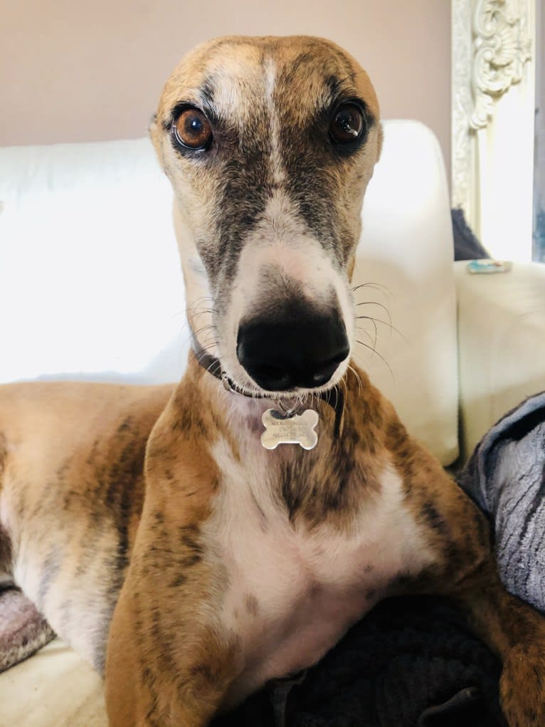 Barton, a Greyhound tested with EmbarkVet.com