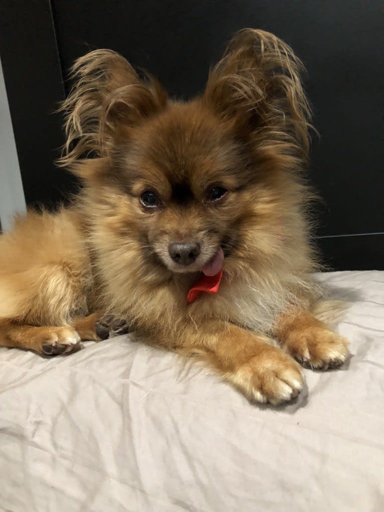 Oswald, a Pomeranian and Chihuahua mix tested with EmbarkVet.com