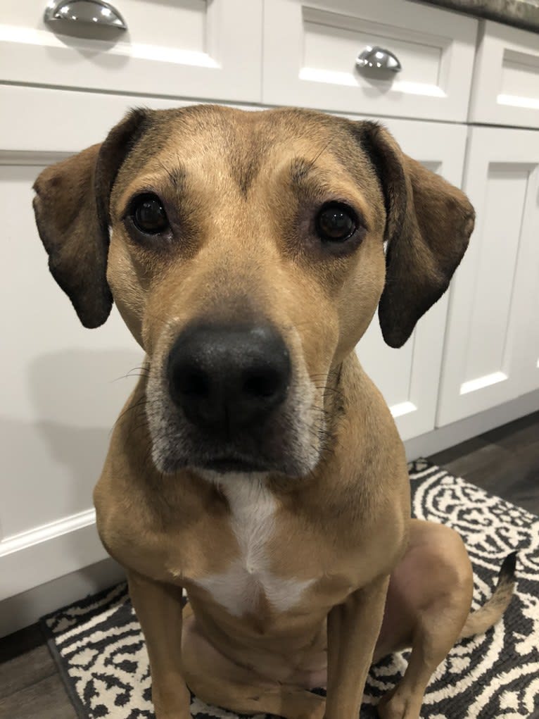 Athena, an American Pit Bull Terrier and Weimaraner mix tested with EmbarkVet.com