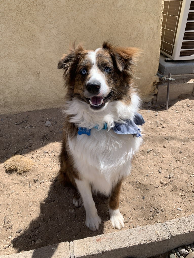 Appa, a Miniature/MAS-type Australian Shepherd and Chow Chow mix tested with EmbarkVet.com