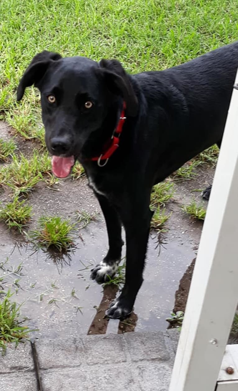 christal, a Golden Retriever and Australian Cattle Dog mix tested with EmbarkVet.com