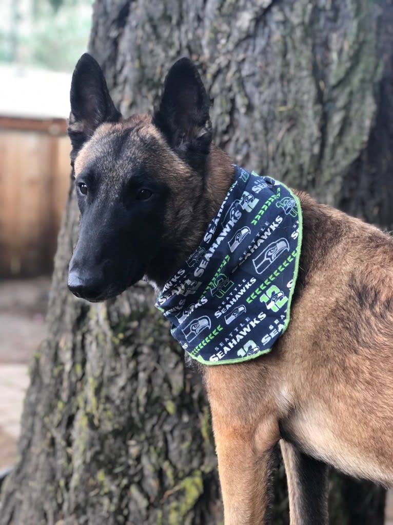 Trinity, a Belgian Shepherd tested with EmbarkVet.com