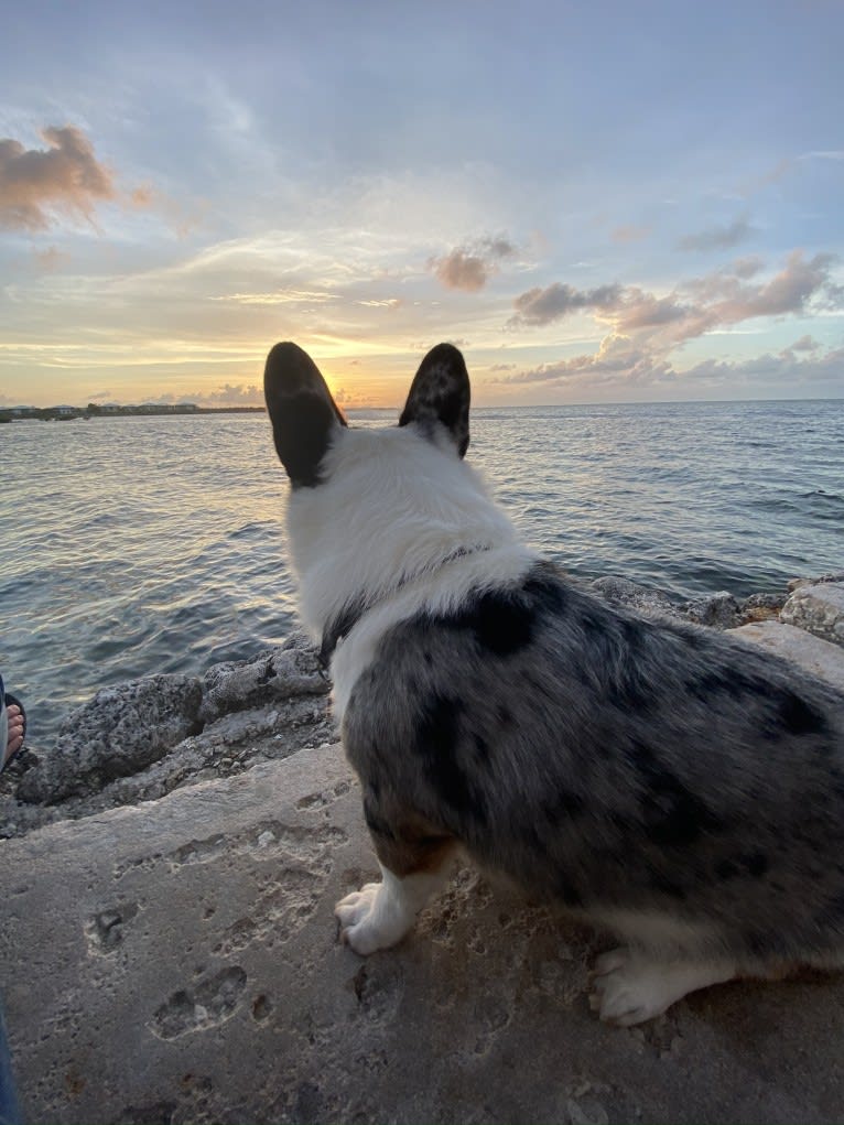 Castiel, a Pembroke Welsh Corgi and Cardigan Welsh Corgi mix tested with EmbarkVet.com