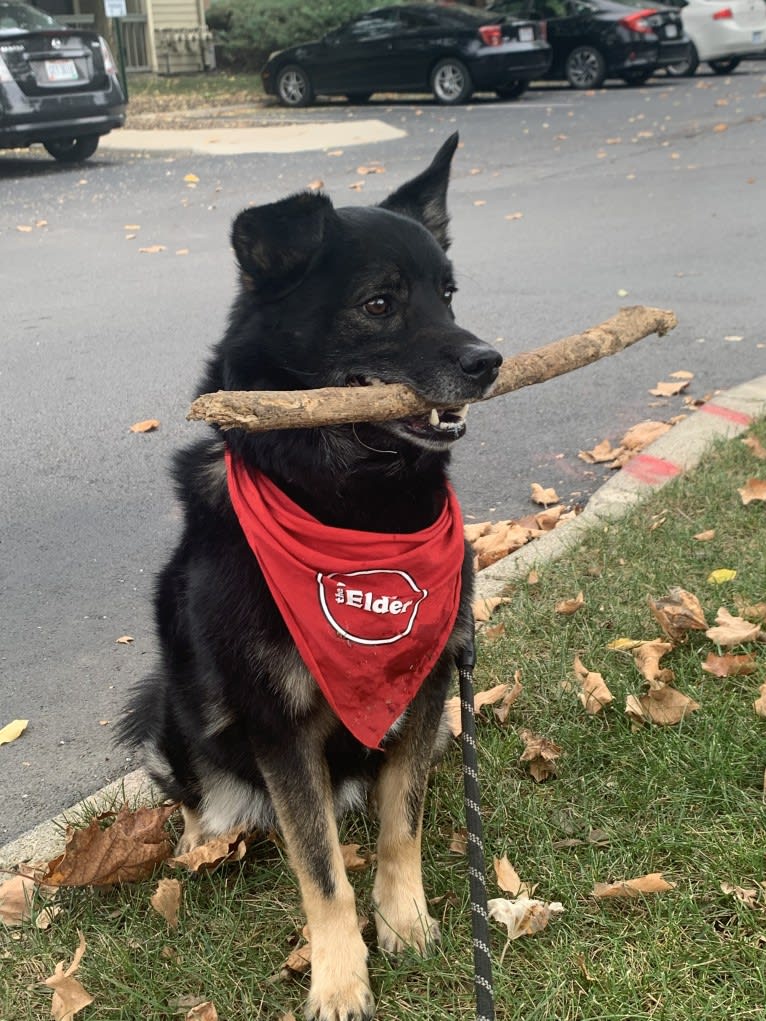 Remy, a Norwegian Elkhound and Australian Shepherd mix tested with EmbarkVet.com