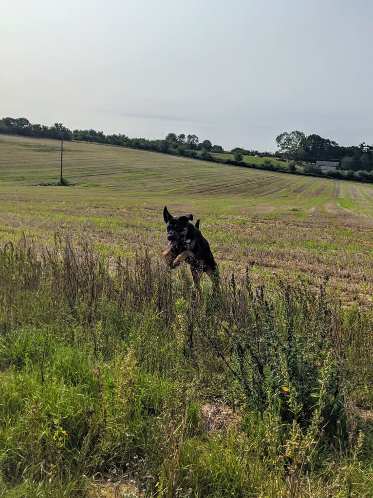 Regan, a Rottweiler and Bullmastiff mix tested with EmbarkVet.com