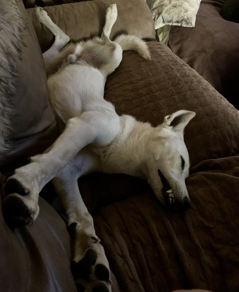 Chester, a Siberian Husky and American Pit Bull Terrier mix tested with EmbarkVet.com