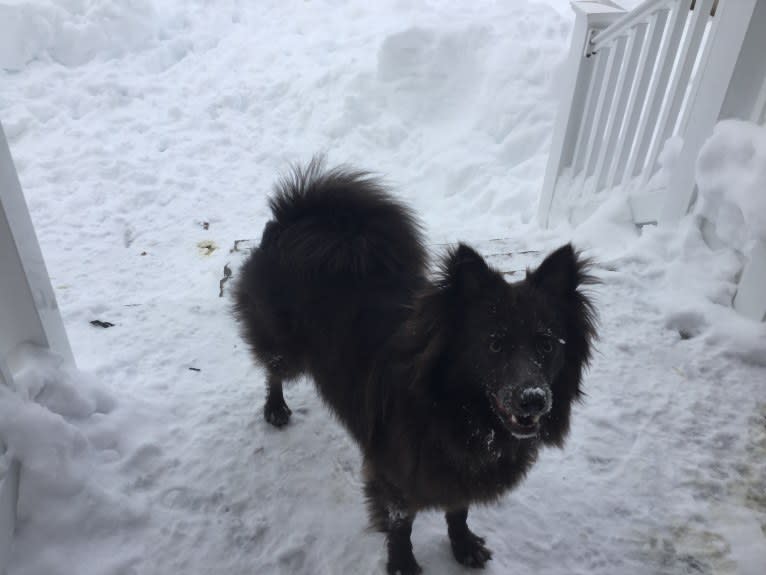 Butternut, a Pomeranian and Collie mix tested with EmbarkVet.com