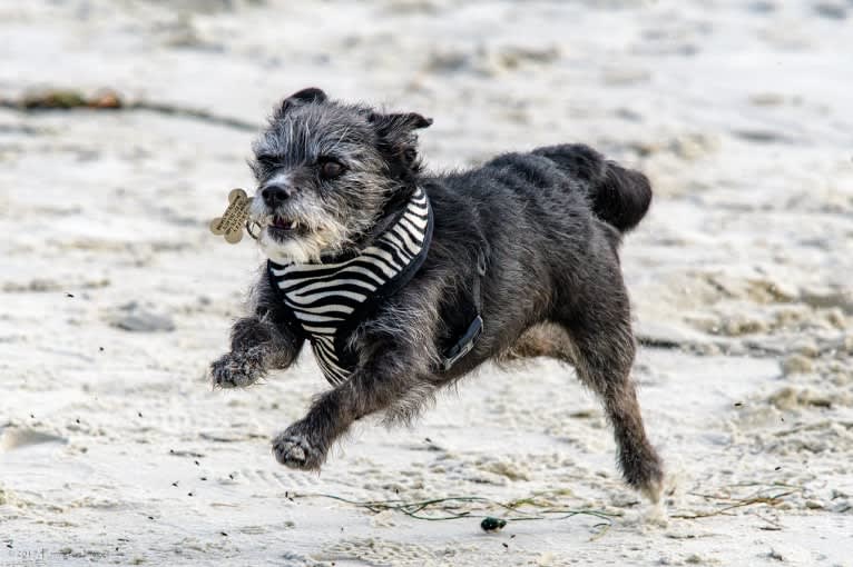 Scruffy, a Poodle (Small) and Chihuahua mix tested with EmbarkVet.com