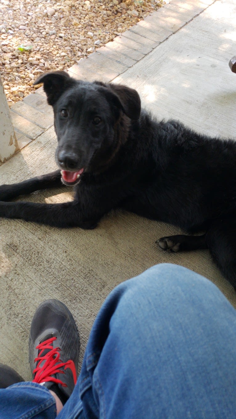 Bentley, a Labrador Retriever and Siberian Husky mix tested with EmbarkVet.com