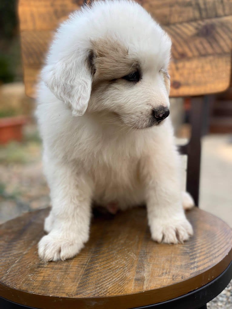 Jasper, a Great Pyrenees tested with EmbarkVet.com