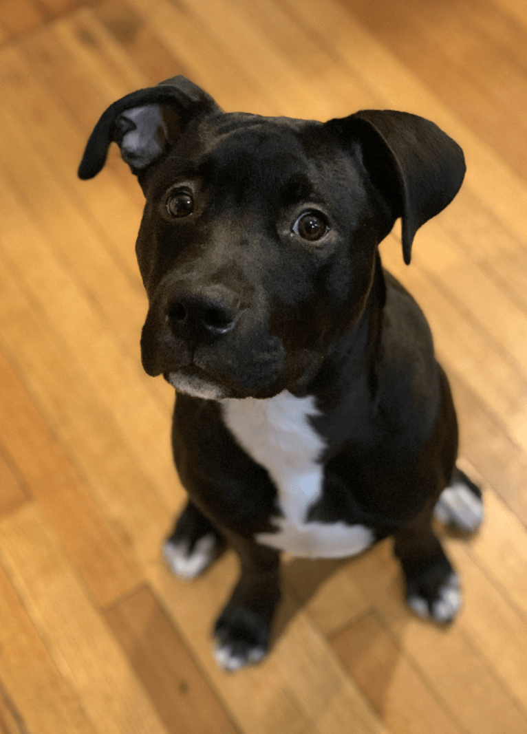 Doc Holliday, an American Pit Bull Terrier and American Staffordshire Terrier mix tested with EmbarkVet.com