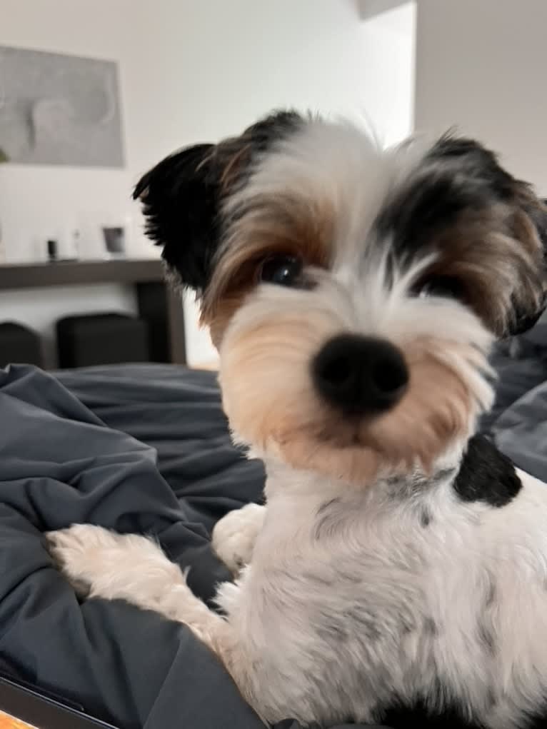 Jasper Hwang, a Biewer Terrier tested with EmbarkVet.com