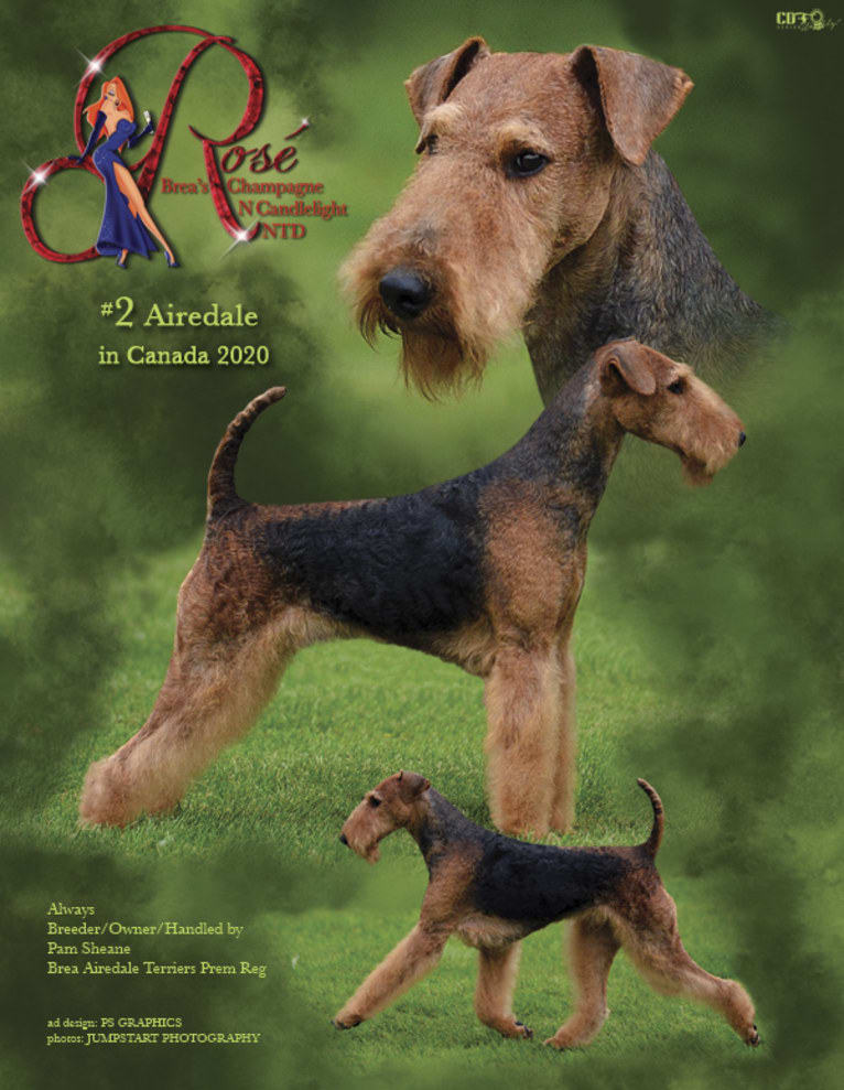 'Rosie'  Brea's Champagne N Candlelight NTD, an Airedale Terrier tested with EmbarkVet.com
