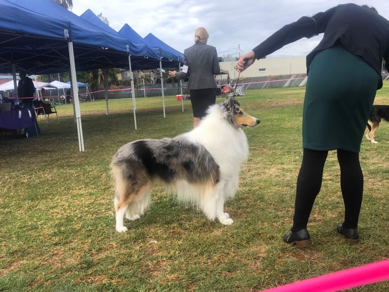 Finn, a Collie tested with EmbarkVet.com