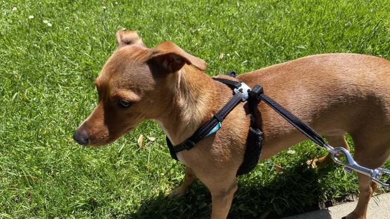 Milia, a Chihuahua and Dachshund mix tested with EmbarkVet.com